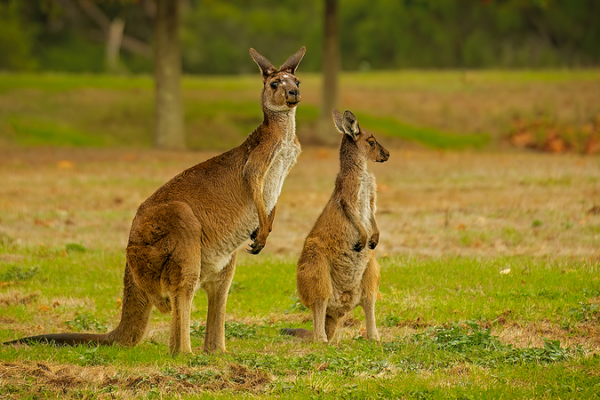 Kangaroos’ Unique Path to Grassland Grazing Revealed by Study