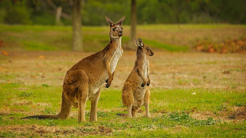 Kangaroos’ Unique Path to Grassland Grazing Revealed by Study