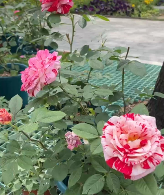 The_Poetic_Allure_of_Beijing_s_City_Flower___Scratching_a_Beauty_s_Face_ video poster
