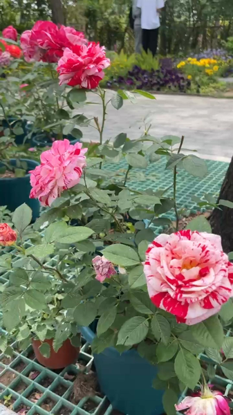 The_Poetic_Allure_of_Beijing_s_City_Flower___Scratching_a_Beauty_s_Face_ video poster